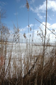 Achterwasser Schilf